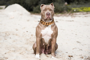 Pitbull American Bully