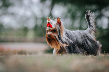 Yorkshire terrier in the green park background.