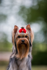 Yorkshire terrier in the green park background.	