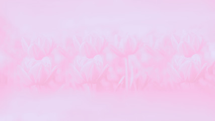 Pale pink watercolor gradient abstract background. Pastel. Tulips flowers pattern, 16:9 panoramic format