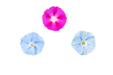 Beautiful pink and blue morning glory flowers isolated on white background.