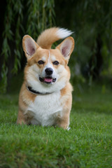 Nice dog portrait. Welsh corgi in the green background.
