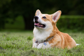 Nice dog portrait. Welsh corgi in the green background.