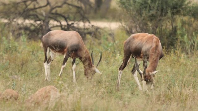 antelope in the African Savannah