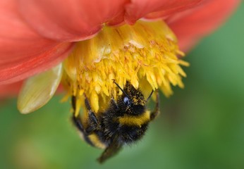 Little hardworking striped black and yellow bumblebee on a flower