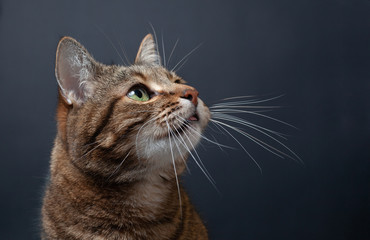 Brown tabby cat portrait on black background - Powered by Adobe