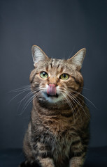 Brown tabby cat portrait on black background