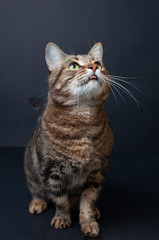Fototapeta na wymiar Brown tabby cat portrait on black background