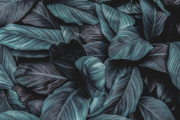 The leaves of Spathiphyllum cannifolium, abstract dark green surface, natural background, tropical...