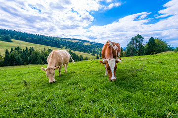 cows on a mountain meadow, Pieniny, Poland