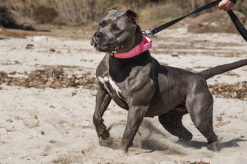 Pitbull American Bully