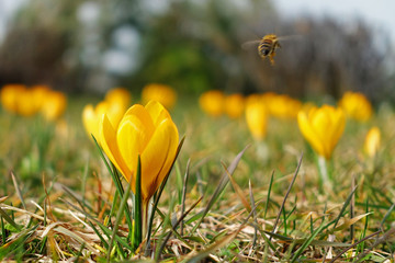 first spring flowers, yellow crocus with bee flying away