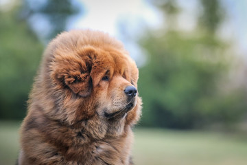 Red tibetan mastiff dog posing outside in the park.