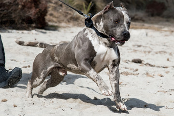 Pitbull American Bully
