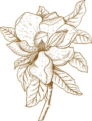 Vector illustration of magnolia