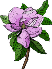 Vector illustration of magnolia