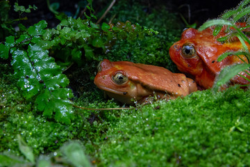 two Australian tree frogs sit in moss