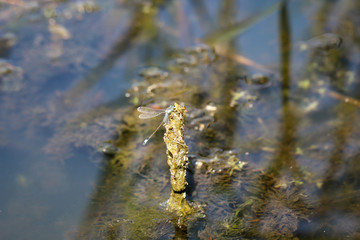 Eine Kleinlibelle, Libelle in der Sonne über dem Wasser eines Gewässers