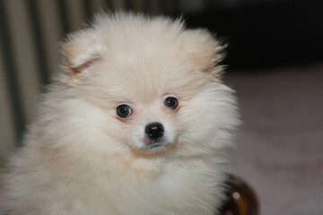 pomeranian spitz puppy face closeup