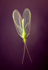 Eine Netzflügler (Neuroptera, Syn.: Planipennia) auch Hafte genannt 