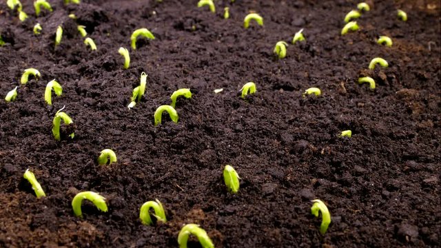 Green sprouts sprout from the ground. The beginning of a new life in nature in spring. Pea sprouts.