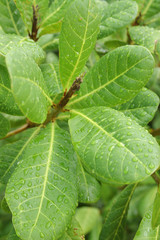 folha de cajueiro em Natal, Rio Grande do Norte, Brasil