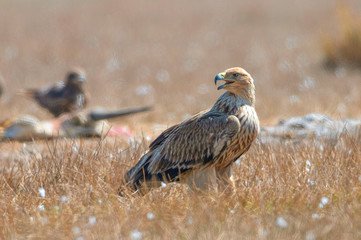 Eastern imperial eagle classified as the largest predator bird