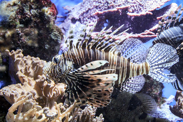 Nahaufnahme eines gefährlichen, und giftigen Feuerfisch