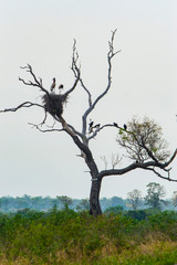 aves típicas do pantanal Sul-Mato-Grossense, Brasil