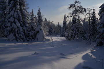 Winter forest with snow-covered fir trees high in the mountains. Sunny February day in the spruce forest. The trees are covered with snow to the top of their heads.