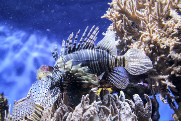 Nahaufnahme eines gefährlichen, und giftigen Feuerfisch