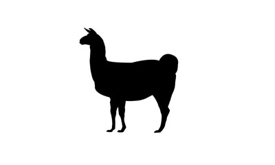 Llama animal symbol zoo icon