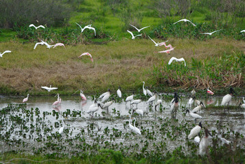 aves do pantanal em Corumba, Mato Grosso do Sul, Brasil