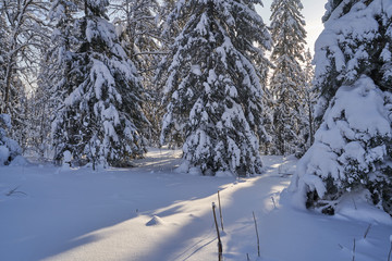 Winter forest with snow-covered fir trees high in the mountains. Sunny February day in the spruce forest. The trees are covered with snow to the top of their heads.