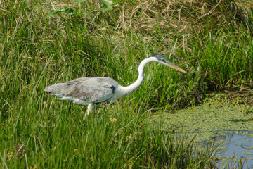 Fototapeta premium aves típicas do pantanal Sul-Mato-Grossense, Brasil