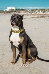 Pitbull American Bully