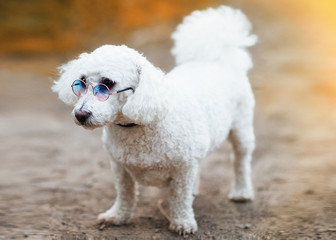 The cute white curly Bichon Frise dog with glasses on the walk