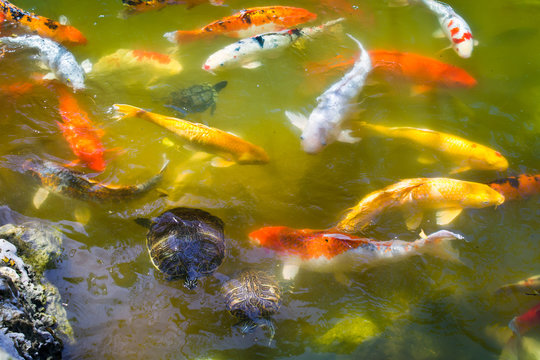 Koi fish and turtles in the pond. Morikami Museum and Japanese Gardens. Delray Beach in Palm Beach County, Florida, United States.