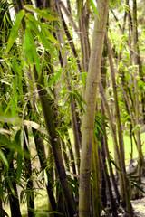 Bamboo garden in Morikami Museum and Japanese Gardens,  Palm Beach County, Florida, United States.