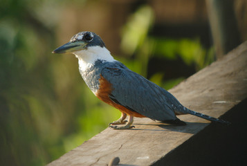 aves típicas do pantanal Sul-Mato-Grossense, Brasil