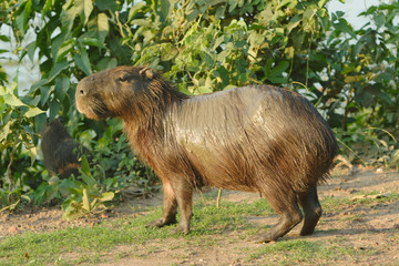 capivara molhada 