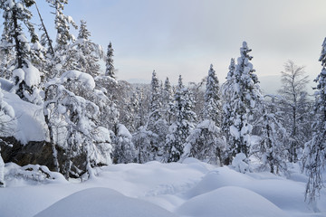 Winter forest with snow-covered fir trees high in the mountains. Sunny February day in the spruce forest. The trees are covered with snow to the top of their heads.