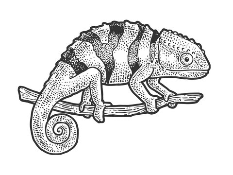 Chameleon lizard sketch engraving vector illustration. T-shirt apparel print design. Scratch board imitation. Black and white hand drawn image.