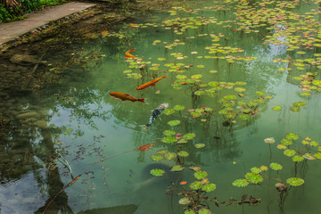 Small pond with ornamental fish and plants in the Botanical garden. Italy. Muddy water. Soft focus,...