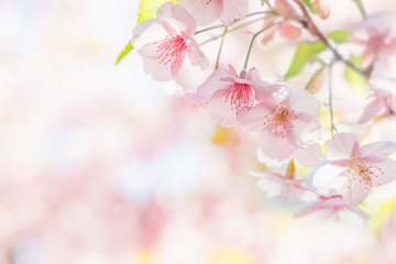 満開の桜の花