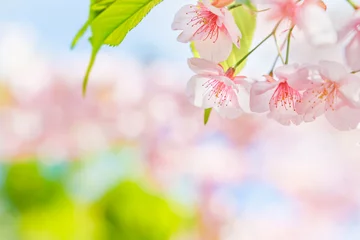 Fotobehang Kersenbloesems in volle bloei © taka