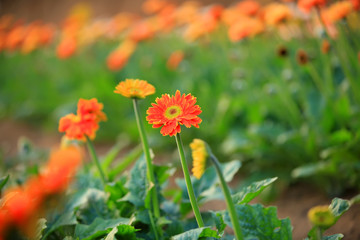 African chrysanthemum