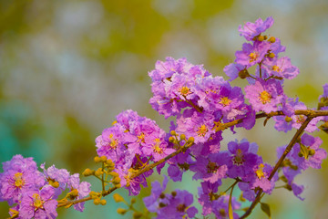 Lagerstroemia loudonii flower or Lagerstroemia floribunda.