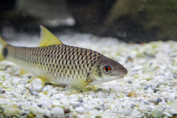 Fototapeta premium ein großer Netzpinselalgenfresser, ein Algenfressender Fisch im Aqaurium