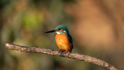 Fototapeta premium Martin Pescatore 